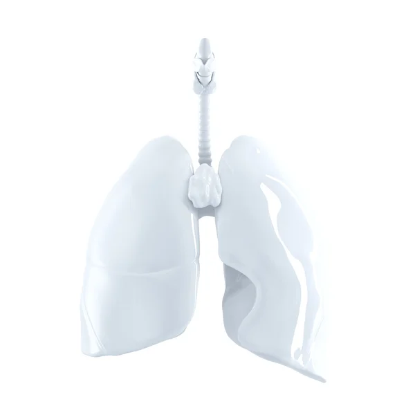 Ludzkie płuca. renderowania 3D. Na białym tle, zawiera ścieżki przycinającej. — Zdjęcie stockowe