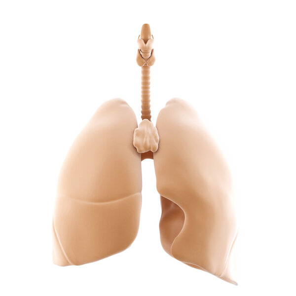 3D рендеринг легких человека. Изолирована. Содержит путь обрезки
