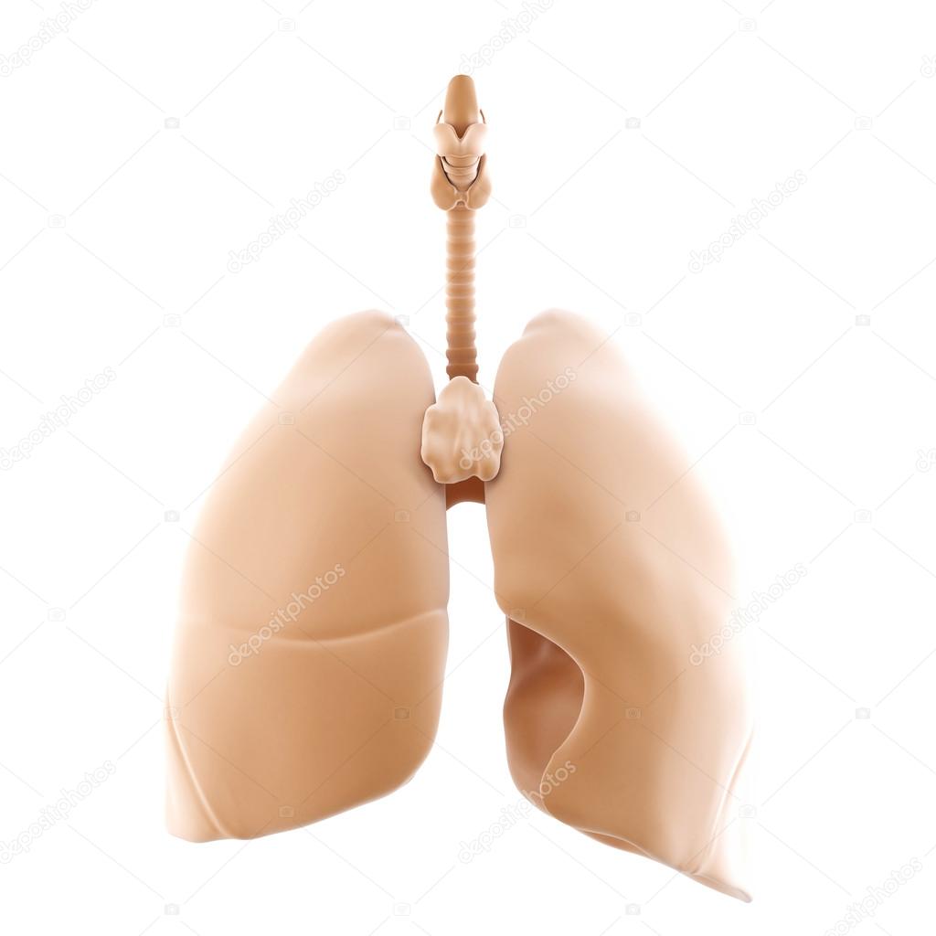 3d rendered of the human lungs. Isolated. Contains clipping path
