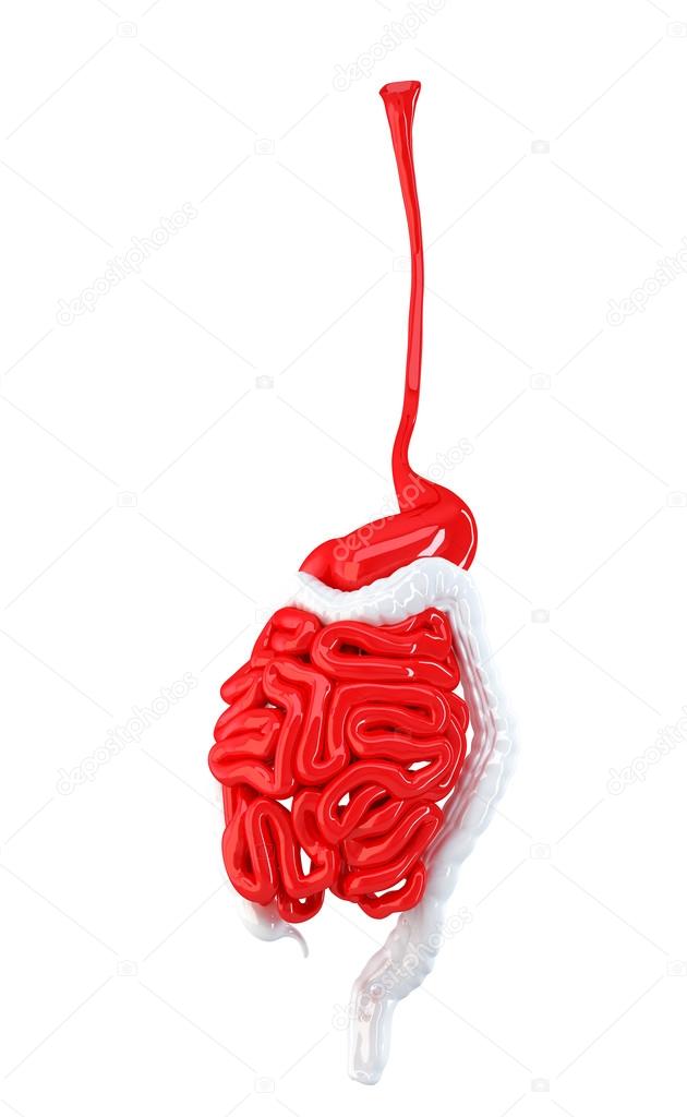 Human digestive system. 3d illustration. Contains clipping path