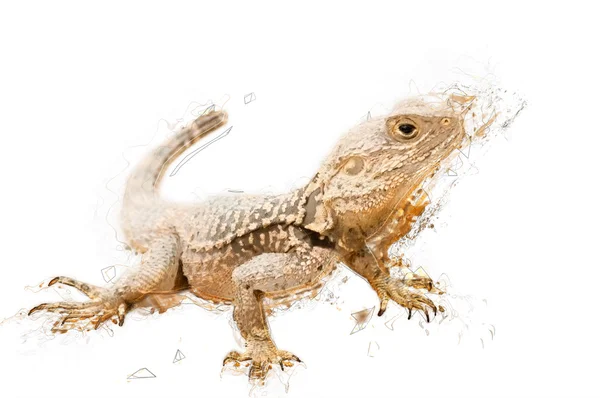 Sketch illustration of a lizard. Isolated. Contains clipping pat — Stock Photo, Image