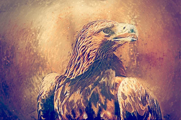 Hawk portrait. Drawn illustration — Stock Photo, Image