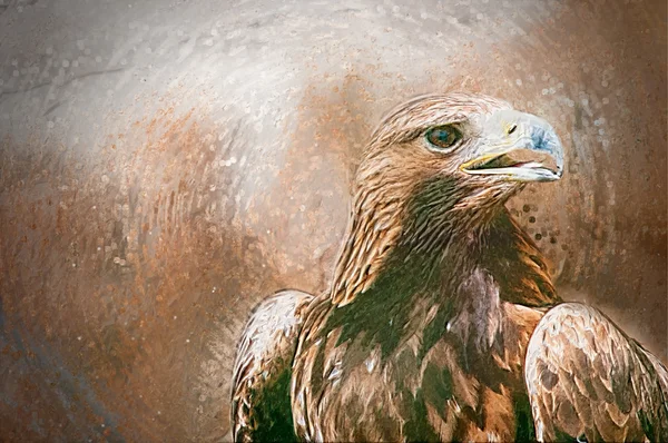 Hawk portrait. Drawn illustration