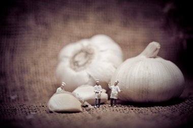 Miniature Chefs with huge Garlic bulb. Color tone tuned macro ph