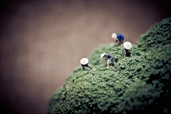 Agricultores asiáticos colhendo brócolis. Tom de cor sintonizado — Fotografia de Stock
