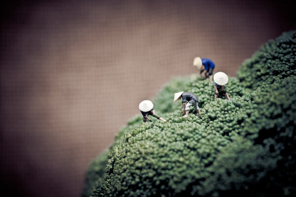 Asian farmers harvesting broccoli. Color tone tuned