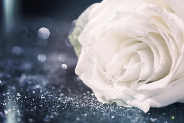 White rose on sparkling glitter background — Stock Photo, Image