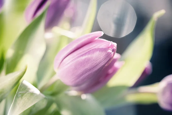 Tulipanes morados cubiertos de rocío — Foto de Stock