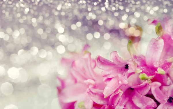 Pink hyacinth on abstract background — Stock Photo, Image