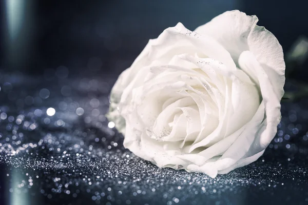 White rose on sparkling glitter background — Stock Photo, Image