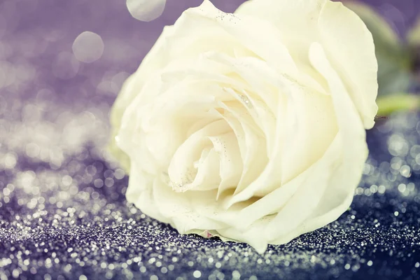 White rose op sprankelende glitter achtergrond — Stockfoto