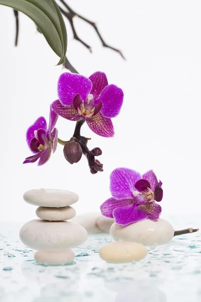 Pedras de spa branco e flor oriental — Fotografia de Stock