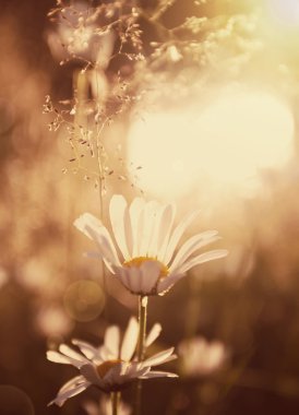 Günbatımında yaz çayır