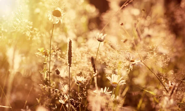 Pradera de verano en el atardecer — Foto de Stock