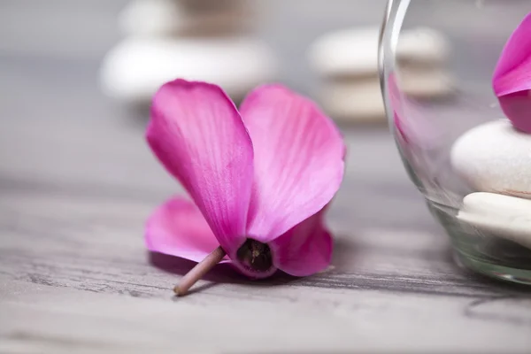 Bodegón Spa con orquídea rosa, piedra zen blanca y vela de té — Foto de Stock