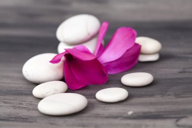 Spa hayat pembe orkide ile hala ve zen stone beyaz