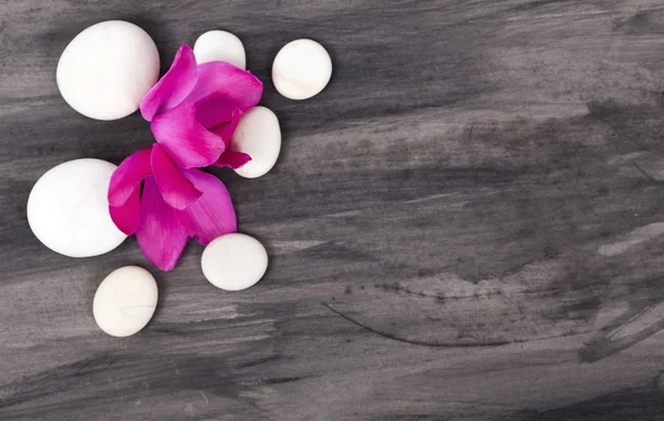 Spa nog steeds leven met roze orchid en witte steen zen — Stockfoto