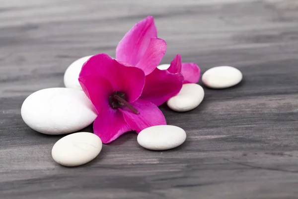 Spa ainda vida com orquídea rosa e pedra zen branca — Fotografia de Stock