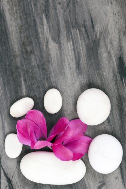 Spa hayat pembe orkide ile hala ve zen stone beyaz