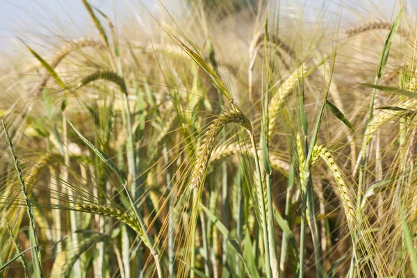 Espigas de trigo maduras bajo el sol del verano — Foto de Stock