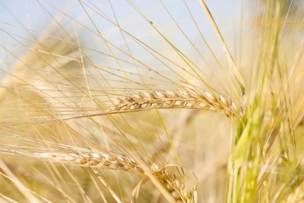 Espigas de trigo maduras bajo el sol del verano — Foto de Stock