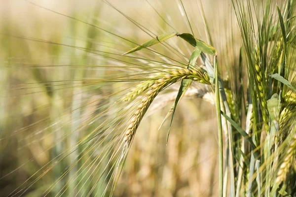 Ripe wheat ears in the summer sunshine — Stock Photo, Image