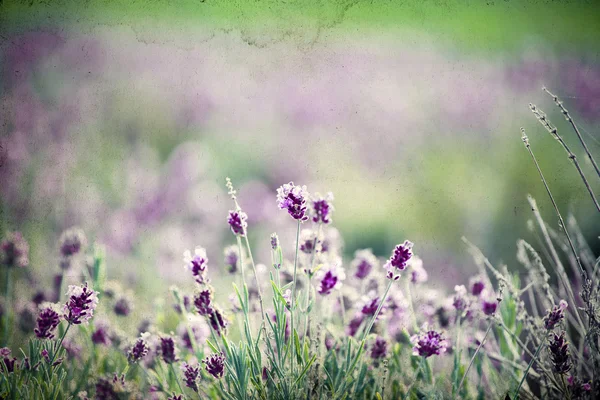 Tarlada lavanta — Stok fotoğraf