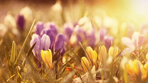 A naplemente gyönyörű crocus virágok — Stock Fotó