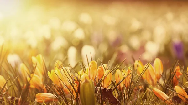 Lindas flores de croco no pôr do sol — Fotografia de Stock