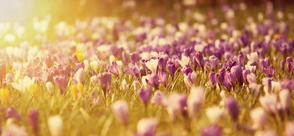 Lindas flores de croco no pôr do sol — Fotografia de Stock