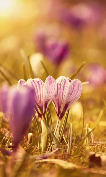 석양에 아름 다운 크 로커 스 꽃 — 스톡 사진