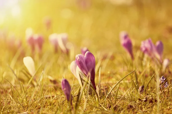 Lindas flores de croco no pôr do sol — Fotografia de Stock