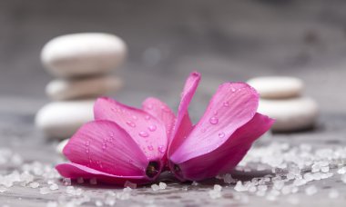 Spa taşlar ve pembe çiçek