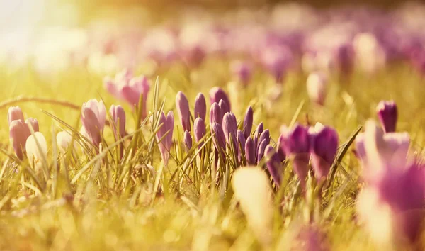 Crocus blommor i solskenet — Stockfoto