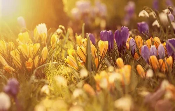 Цветы крокуса в лучах солнца — стоковое фото