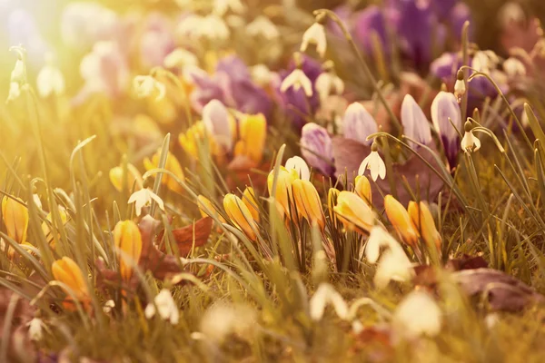 Crocus blommor i solskenet — Stockfoto