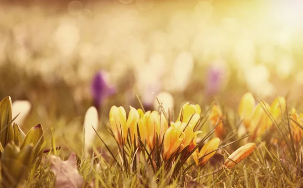 Цветы крокуса в лучах солнца — стоковое фото