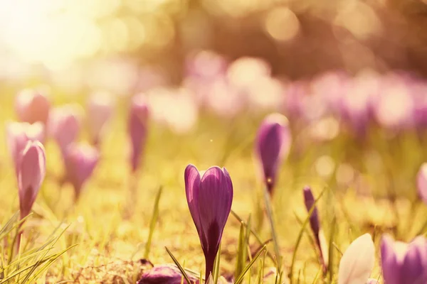 Crocus bloemen in de zon — Stockfoto