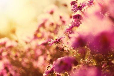  Güzel vahşi pembe çiçekler güneş