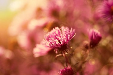 Güneş altında pembe çiçekler