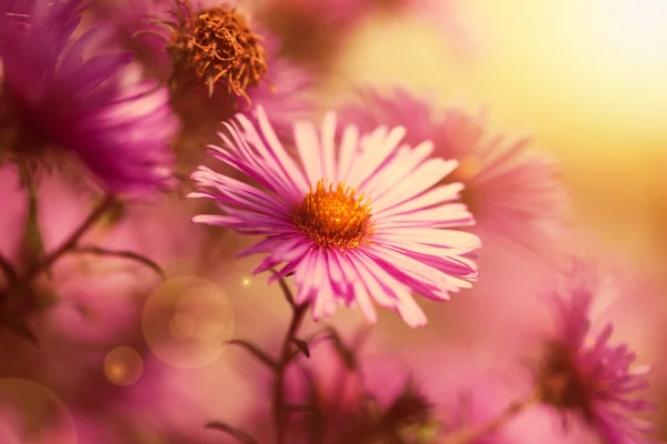Hermosas flores de color rosa salvaje en el sol — Foto de Stock