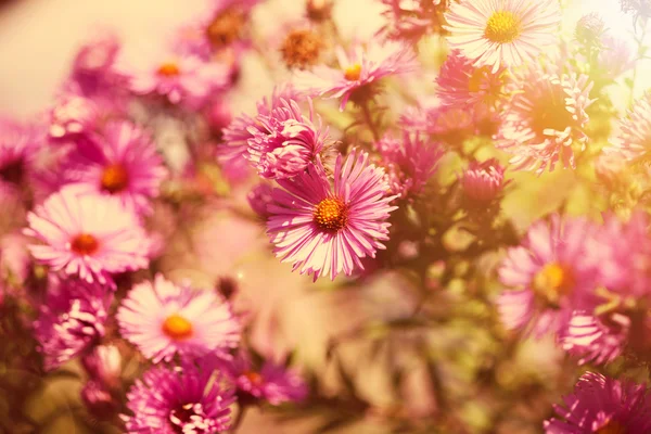 Beautiful wild pink flowers in the sunshine — Stock Photo, Image