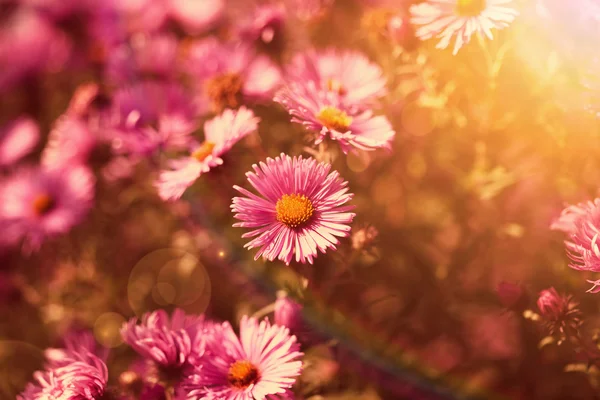阳光下的粉红花朵 — 图库照片