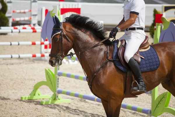 Cavalier sur son cheval au spectacle équestre — Photo