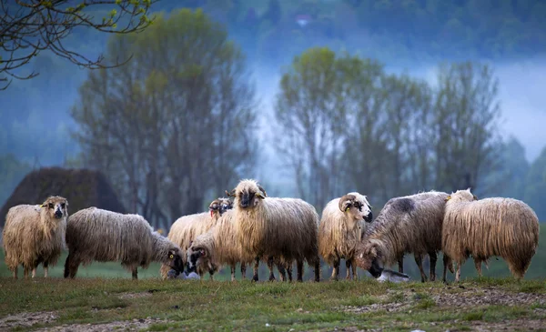 Flock of sheep in the morning fog — Stock Photo, Image