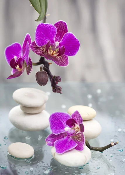 Spa Stilleven met roze bloemen en witte zen stone — Stockfoto