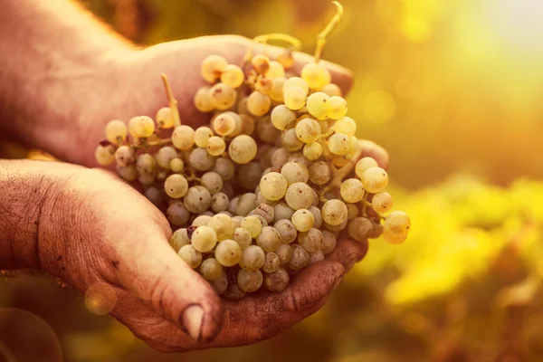 Manos campesinas sosteniendo uvas cosechadas — Foto de Stock