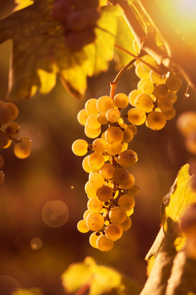 White grape bunch on the vine