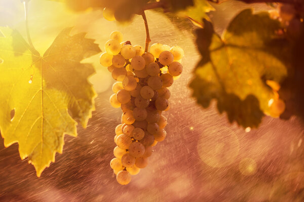 White grape bunch on the vine