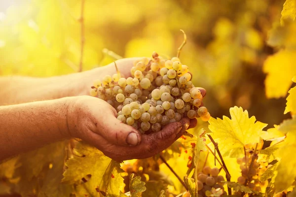 Farmers hands holding harvested grapes — Stock Photo, Image